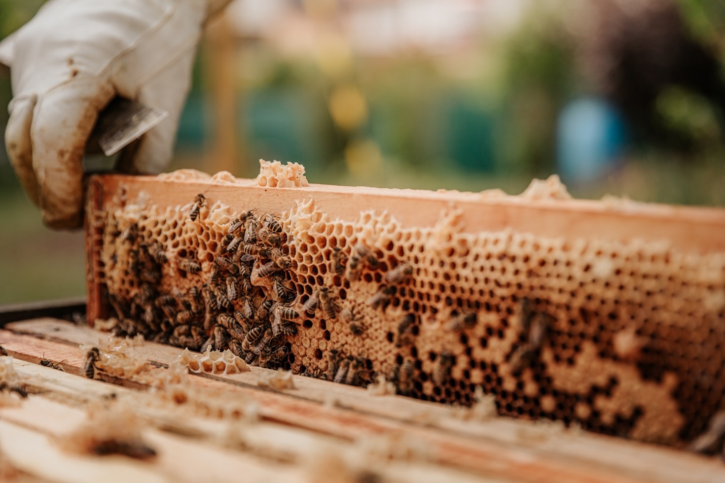 Die faszinierende Welt der Bienen
