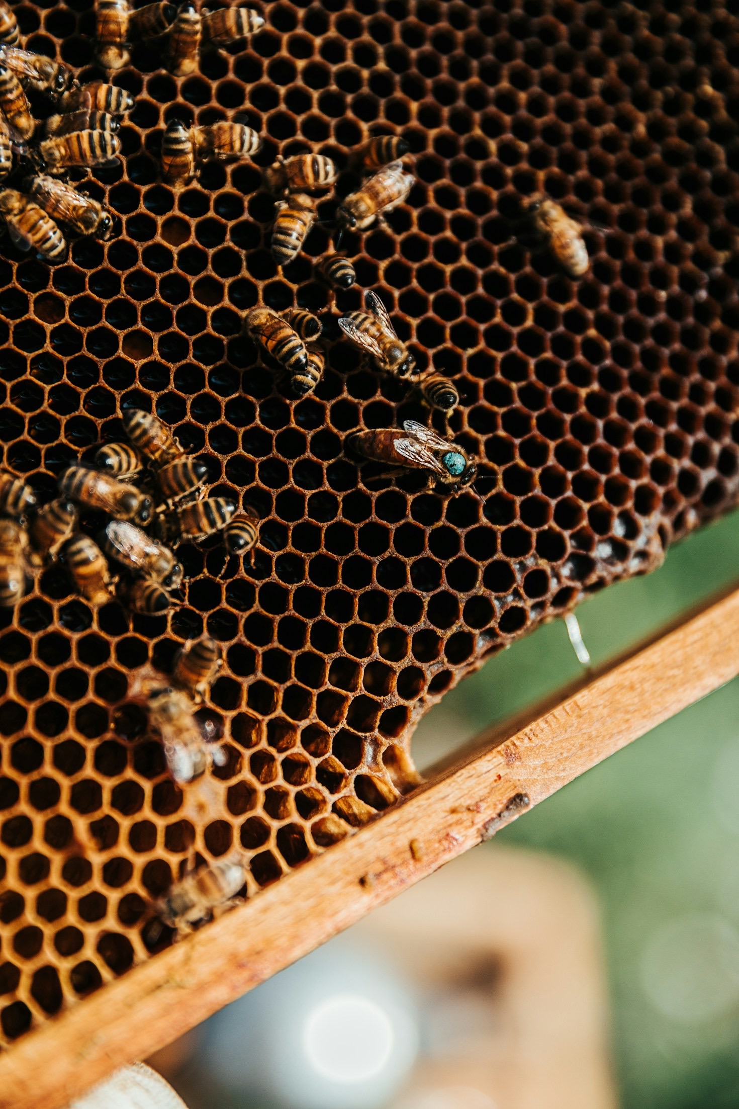 Bienen und ihre Bedeutung für die Umwelt