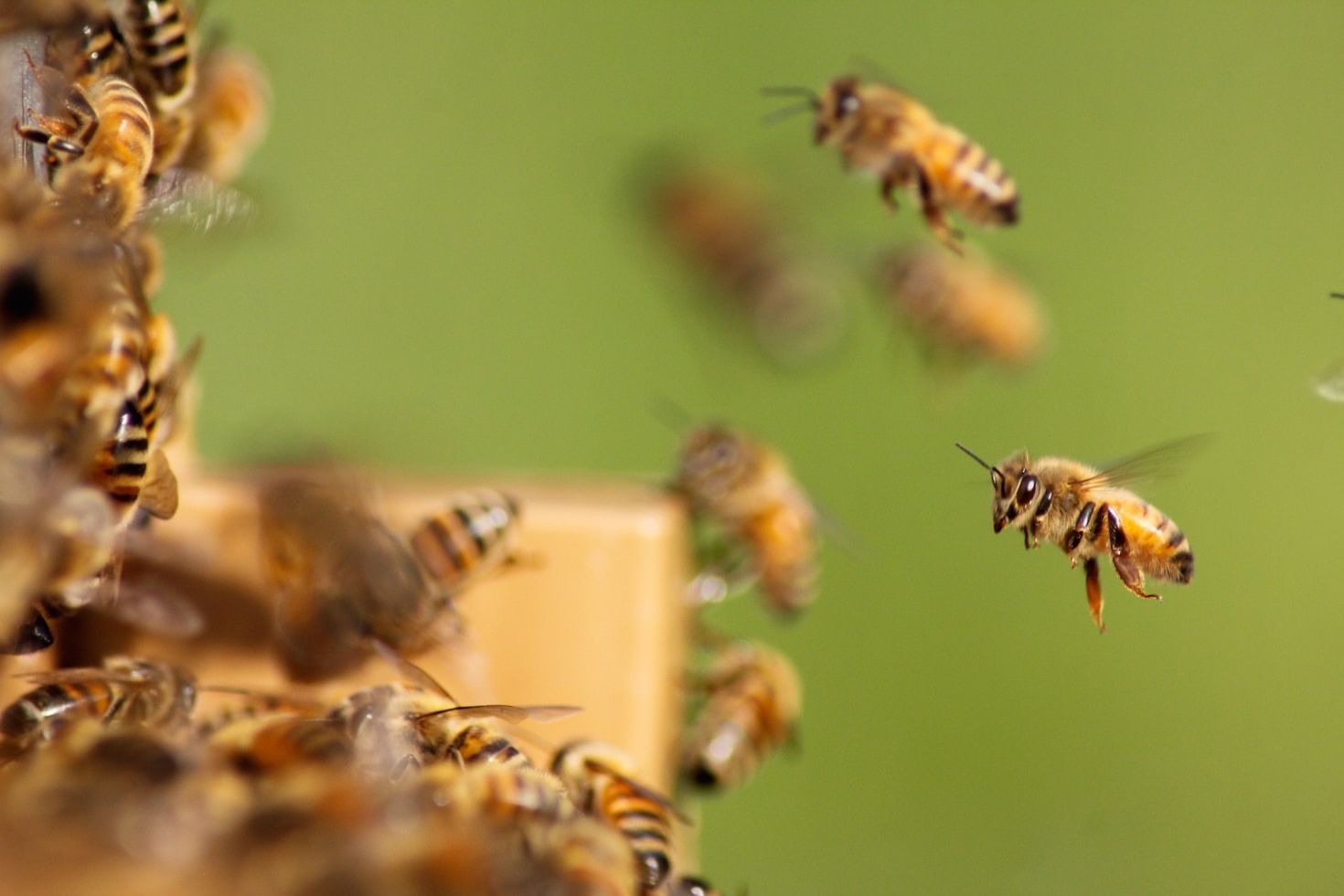 Ein Blick hinter die Kulissen: The Bee-nders